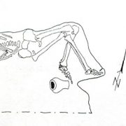 Höfi-b